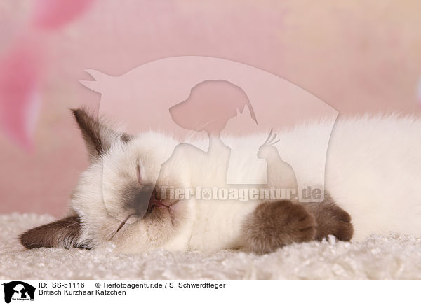 Britisch Kurzhaar Ktzchen / British Shorthair Kitten / SS-51116