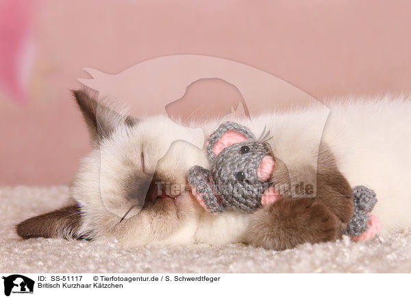 Britisch Kurzhaar Ktzchen / British Shorthair Kitten / SS-51117