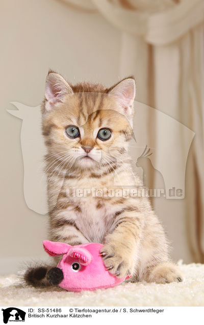 Britisch Kurzhaar Ktzchen / British Shorthair Kitten / SS-51486
