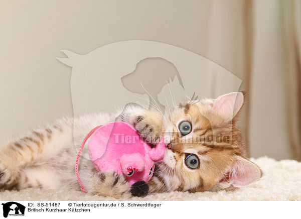 Britisch Kurzhaar Ktzchen / British Shorthair Kitten / SS-51487