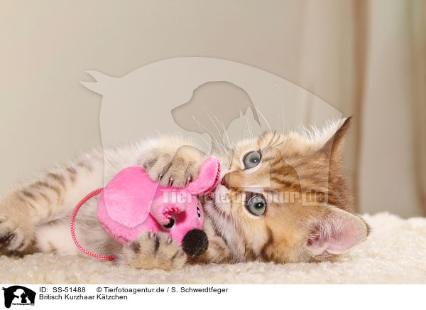 Britisch Kurzhaar Ktzchen / British Shorthair Kitten / SS-51488