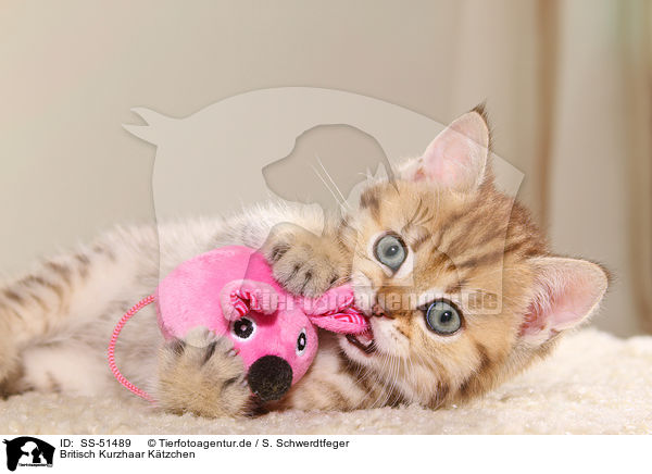 Britisch Kurzhaar Ktzchen / British Shorthair Kitten / SS-51489
