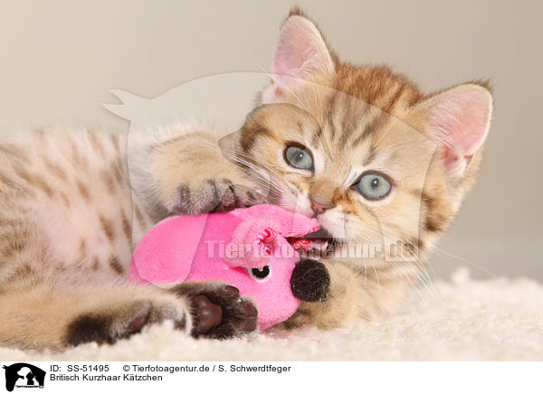 Britisch Kurzhaar Ktzchen / British Shorthair Kitten / SS-51495