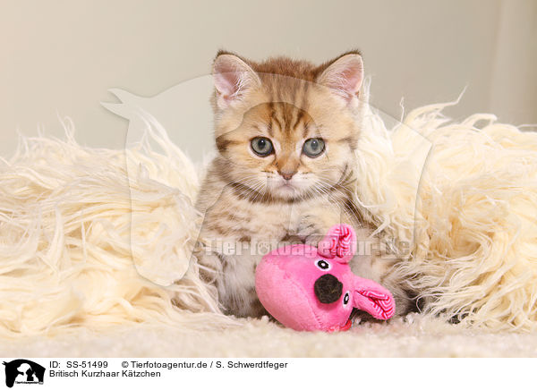 Britisch Kurzhaar Ktzchen / British Shorthair Kitten / SS-51499