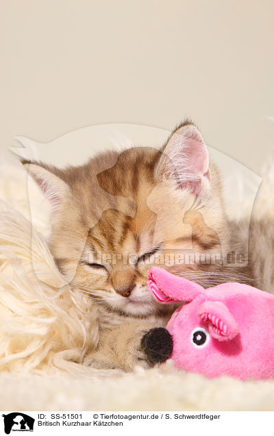 Britisch Kurzhaar Ktzchen / British Shorthair Kitten / SS-51501