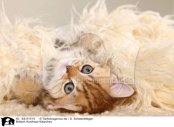 Britisch Kurzhaar K�tzchen / SS-51510