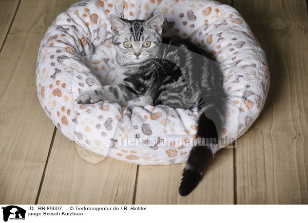 junge Britisch Kurzhaar / young British Shorthair / RR-89607