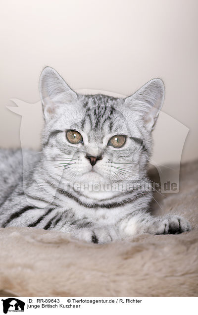 junge Britisch Kurzhaar / young British Shorthair / RR-89643