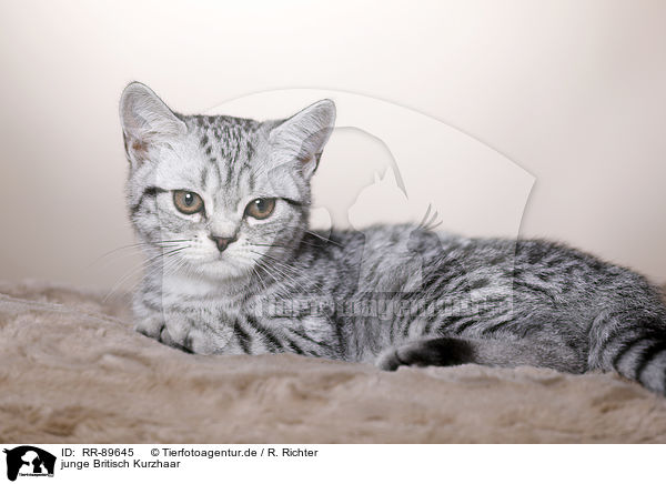junge Britisch Kurzhaar / young British Shorthair / RR-89645