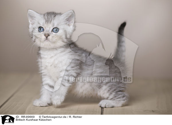 Britisch Kurzhaar Ktzchen / British Shorthair Kitten / RR-89669