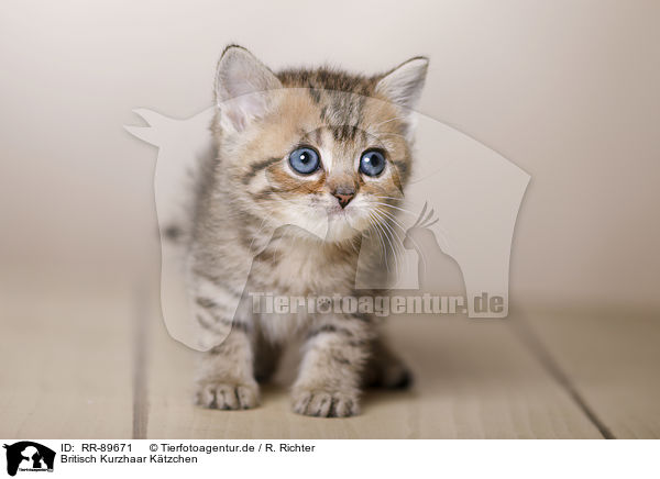 Britisch Kurzhaar Ktzchen / British Shorthair Kitten / RR-89671