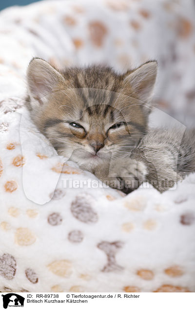 Britisch Kurzhaar K�tzchen / British Shorthair Kitten / RR-89738