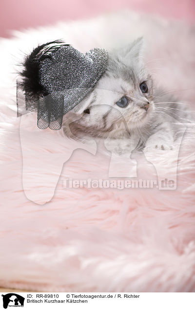 Britisch Kurzhaar Ktzchen / British Shorthair Kitten / RR-89810