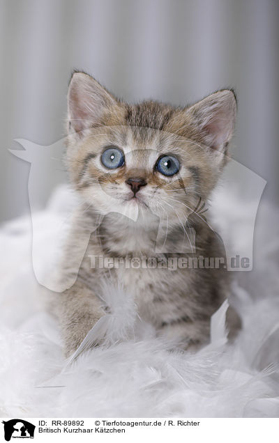 Britisch Kurzhaar K�tzchen / British Shorthair Kitten / RR-89892