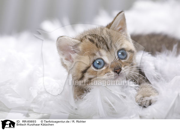 Britisch Kurzhaar K�tzchen / British Shorthair Kitten / RR-89893