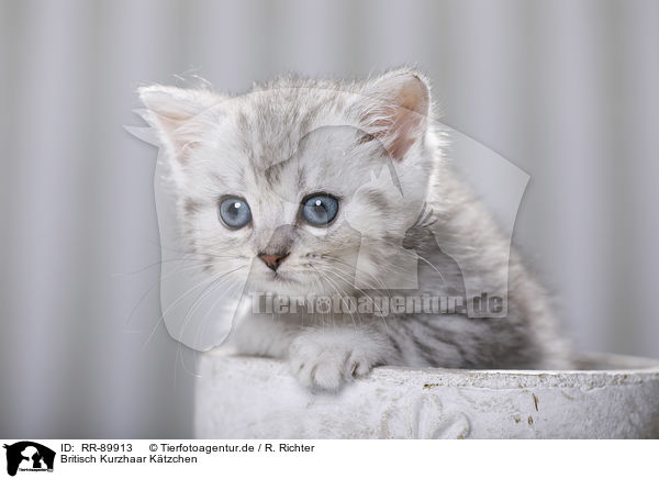 Britisch Kurzhaar Ktzchen / British Shorthair Kitten / RR-89913