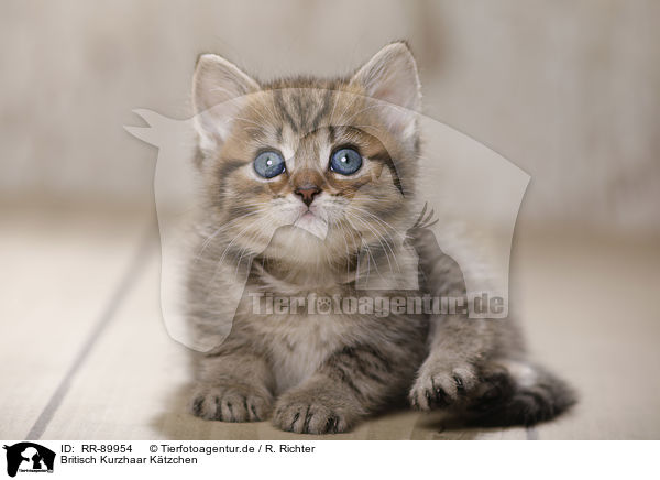Britisch Kurzhaar Ktzchen / British Shorthair Kitten / RR-89954
