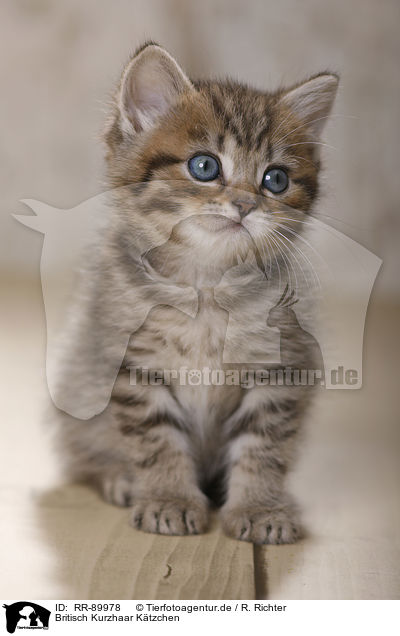 Britisch Kurzhaar Ktzchen / British Shorthair Kitten / RR-89978