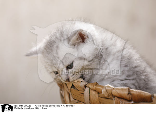 Britisch Kurzhaar K�tzchen / British Shorthair Kitten / RR-90026
