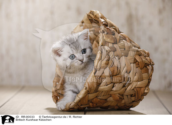 Britisch Kurzhaar Ktzchen / British Shorthair Kitten / RR-90033