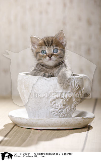 Britisch Kurzhaar Ktzchen / British Shorthair Kitten / RR-90054