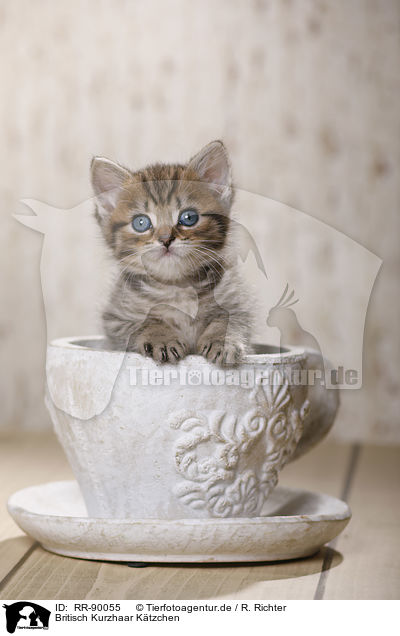 Britisch Kurzhaar Ktzchen / British Shorthair Kitten / RR-90055