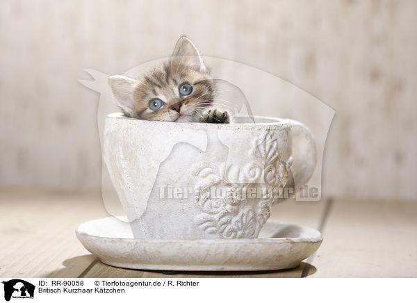 Britisch Kurzhaar Ktzchen / British Shorthair Kitten / RR-90058