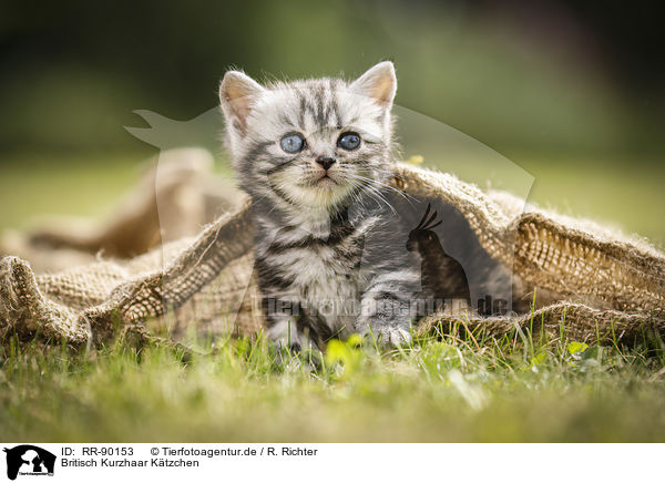 Britisch Kurzhaar Ktzchen / British Shorthair Kitten / RR-90153