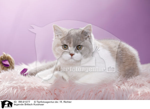 liegende Britisch Kurzhaar / lying British Shorthair / RR-91077