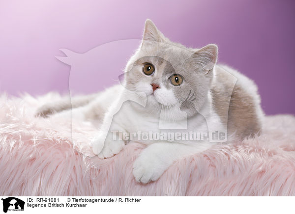 liegende Britisch Kurzhaar / lying British Shorthair / RR-91081