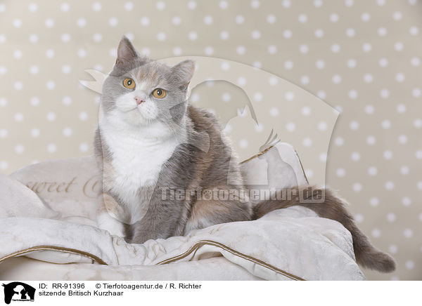 sitzende Britisch Kurzhaar / sitting British Shorthair / RR-91396