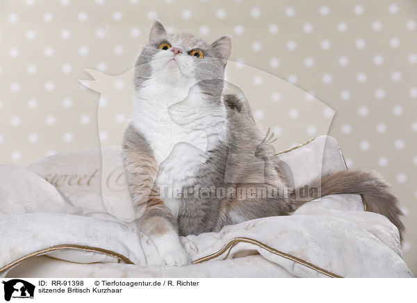sitzende Britisch Kurzhaar / sitting British Shorthair / RR-91398