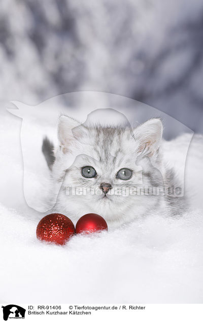 Britisch Kurzhaar Ktzchen / British Shorthair Kitten / RR-91406