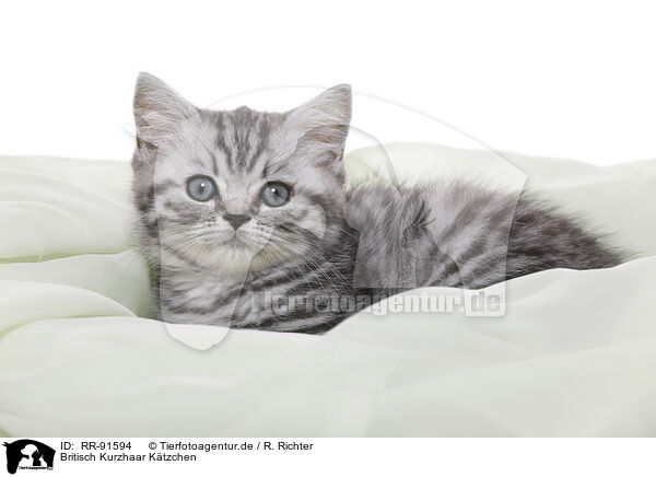 Britisch Kurzhaar Ktzchen / British Shorthair Kitten / RR-91594