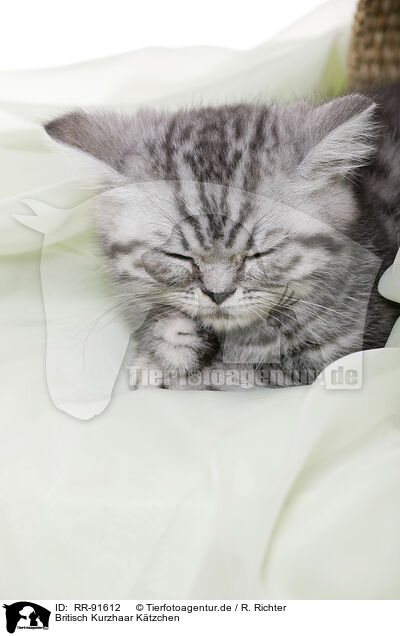 Britisch Kurzhaar K�tzchen / British Shorthair Kitten / RR-91612