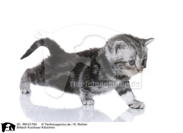Britisch Kurzhaar K�tzchen / British Shorthair Kitten / RR-91769