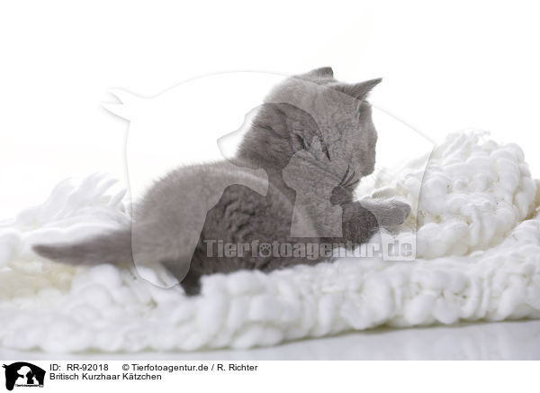 Britisch Kurzhaar Ktzchen / British Shorthair Kitten / RR-92018