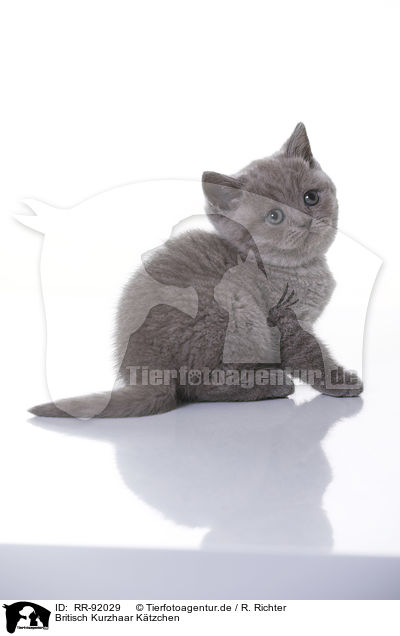 Britisch Kurzhaar Ktzchen / British Shorthair Kitten / RR-92029