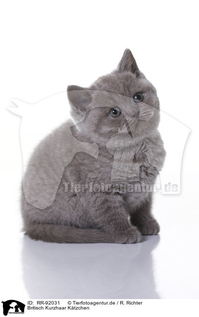 Britisch Kurzhaar Ktzchen / British Shorthair Kitten / RR-92031