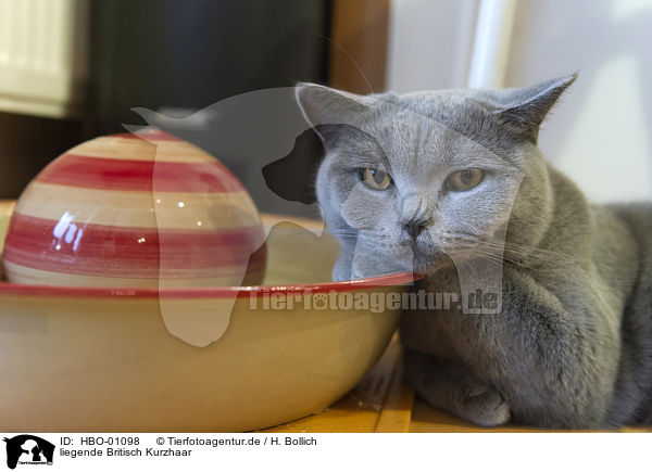 liegende Britisch Kurzhaar / lying British Shorthair / HBO-01098