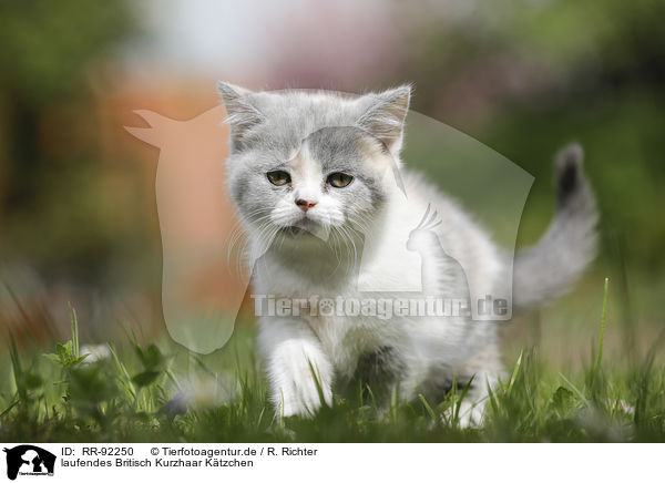 laufendes Britisch Kurzhaar Ktzchen / walking British Shorthair Kitten / RR-92250