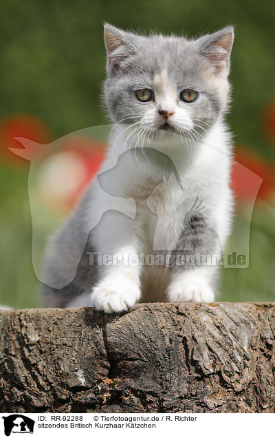 sitzendes Britisch Kurzhaar Ktzchen / sitting British Shorthair Kitten / RR-92288