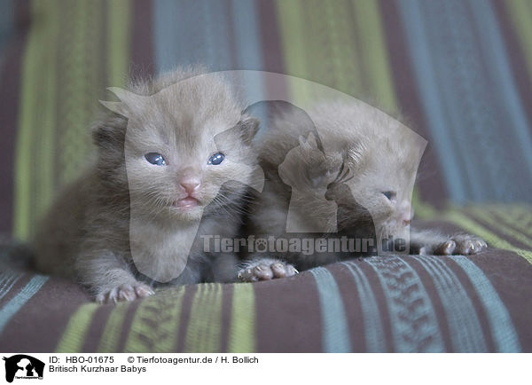 Britisch Kurzhaar Babys / British Shorthair Babies / HBO-01675