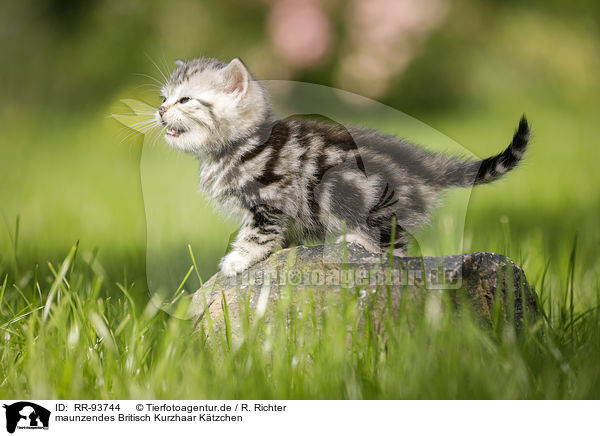 maunzendes Britisch Kurzhaar Ktzchen / meowing british shorthair kitten / RR-93744