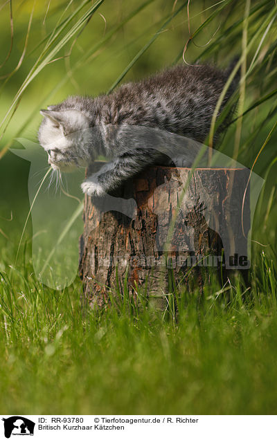 Britisch Kurzhaar Ktzchen / British Shorthair Kitten / RR-93780