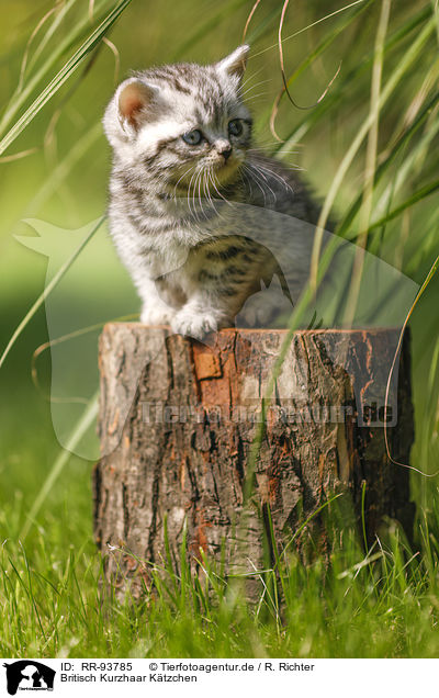 Britisch Kurzhaar Ktzchen / British Shorthair Kitten / RR-93785
