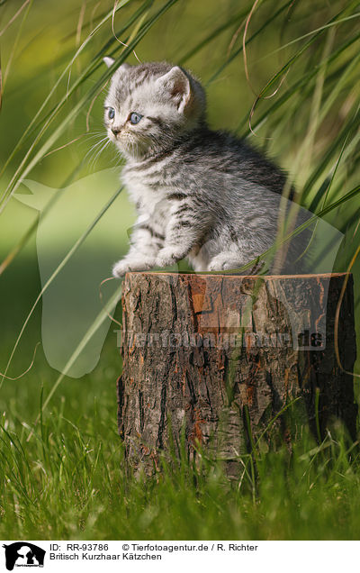 Britisch Kurzhaar Ktzchen / British Shorthair Kitten / RR-93786