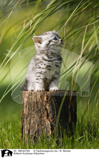 Britisch Kurzhaar Ktzchen / British Shorthair Kitten / RR-93790