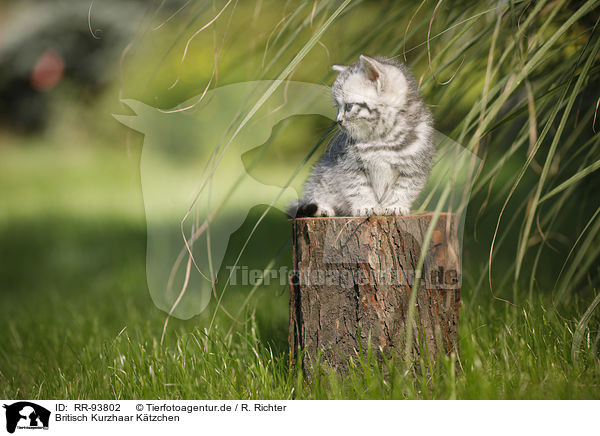 Britisch Kurzhaar Ktzchen / British Shorthair Kitten / RR-93802