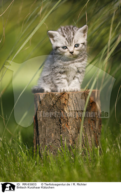 Britisch Kurzhaar Ktzchen / British Shorthair Kitten / RR-93803
